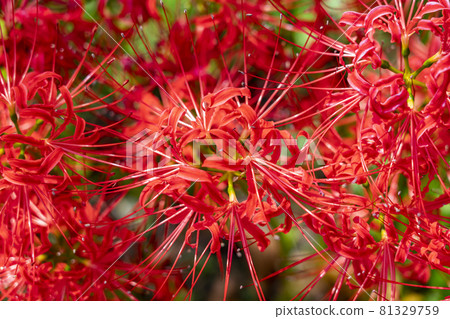 A beautiful red cluster amaryllis that burns A beautiful red cluster amaryllis that burns 81329759