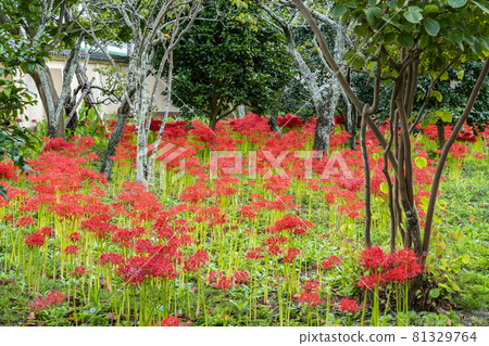 A cluster amaryllis that grows beautifully like burning A cluster amaryllis that grows beautifully like burning 81329764