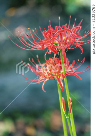 A beautiful red cluster amaryllis that burns A beautiful red cluster amaryllis that burns 81329769