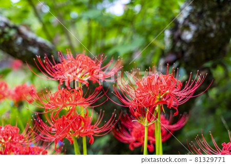 A beautiful red cluster amaryllis that burns A beautiful red cluster amaryllis that burns 81329771