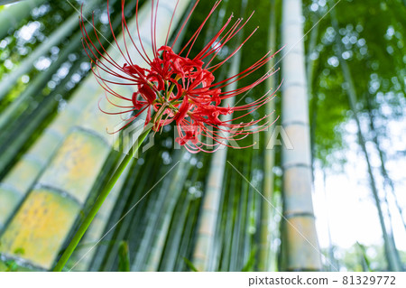 A red cluster amaryllis that blooms like a fire in a bamboo grove A red cluster amaryllis that blooms like a fire in a bamboo grove 81329772
