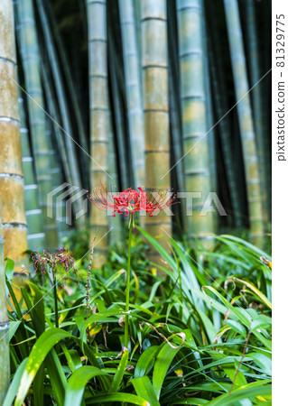 一株紅簇孤挺花,在竹林中如火一般綻放 一株紅簇孤挺花,在竹林中如火一般綻放 81329775