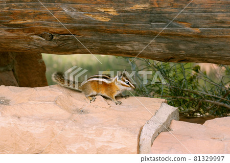 A wild squirrel I met in the American valley Bryce Canyon National Park 81329997