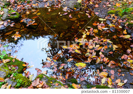Kikuchi Gorge "Autumn foliage landscape reflected in the accumulation of mountain streams" 100 selections of autumn foliage, 100 views taken in autumn 2020 in Japan 81330007
