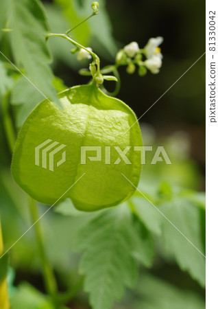 Balloon-shaped immature fruit of balloon vine Balloon-shaped immature fruit of balloon vine 81330042