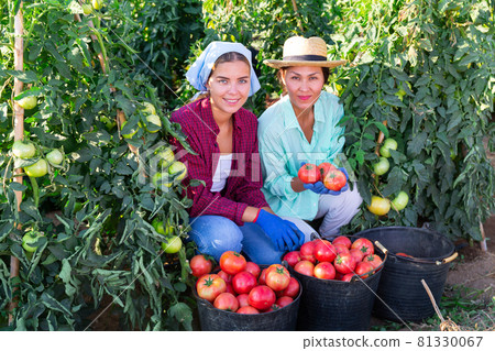 Two smiling female farm workers on field during tomato harvest 81330067
