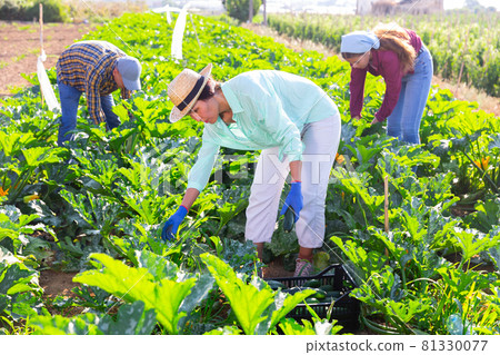Plantation workers collecting marrows Plantation workers collecting marrows 81330077