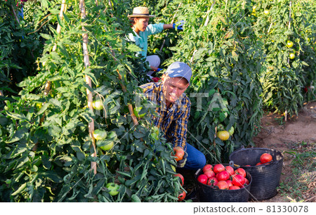 Mam and woman harvesting tomatoes 81330078