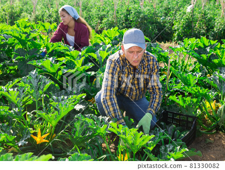 Man and young woman picking marrows 81330082
