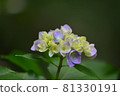 Hydrangea 81330191