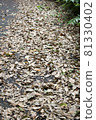 Road of fallen leaves 81330402