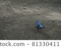 In the pigeon / park 81330411