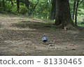 Pigeon / park walk 81330465