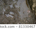 Muddy puddle 81330467