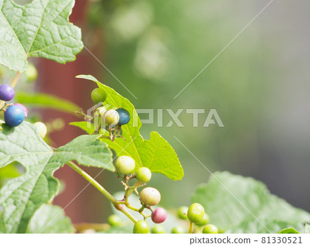 Wild grapes Wild grapes 81330521