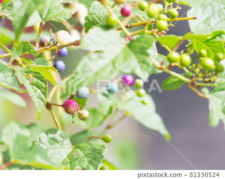 Wild grapes 81330524