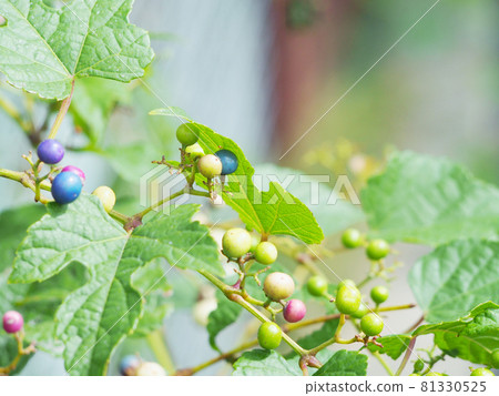 Wild grapes 81330525