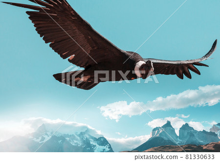 Condor in Torres 81330633