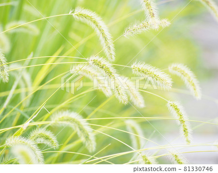 Enokologusa cat spoils Enokologusa cat spoils 81330746