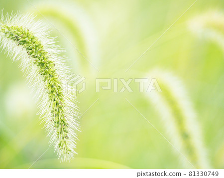 Enokologusa cat spoils Enokologusa cat spoils 81330749