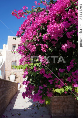 Beautiful Santorini landscape Beautiful Santorini landscape 81331263