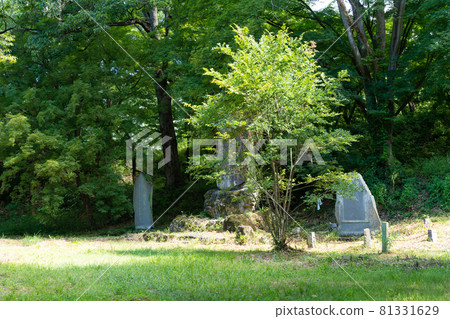 [Yamanashi Prefecture] Takeda Shrine 81331629