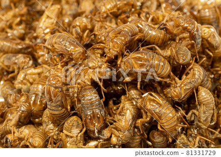 大量的蟬殼 81331729