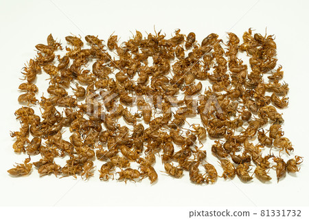 A large number of cicada shells 81331732