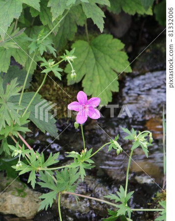 A flower blooming in an ogawa 81332006