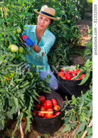 Portrait of a kazakh farmer woman collecting a harvest of ripe tomatoes 81332009