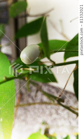 White fruits of tuberose 81332021