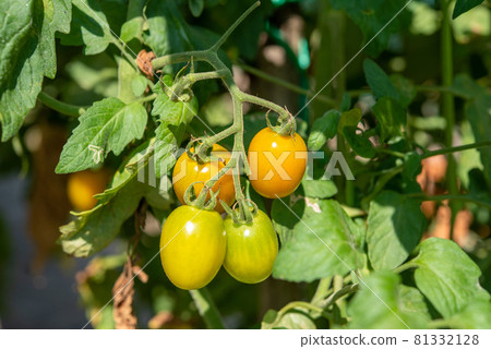 田間種植的黃色小番茄 田間種植的黃色小番茄 81332128