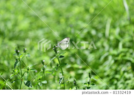 Pieris melete in summer (black and white butterflies) 81332419