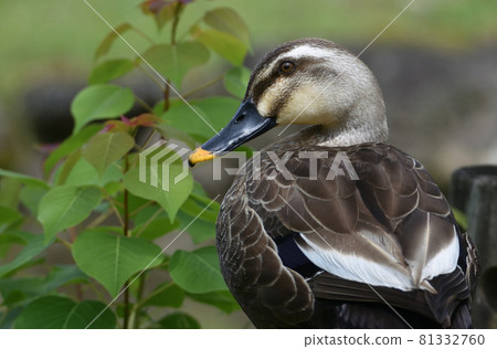 Sideways male spot-billed ducks. Photo from the back 81332760