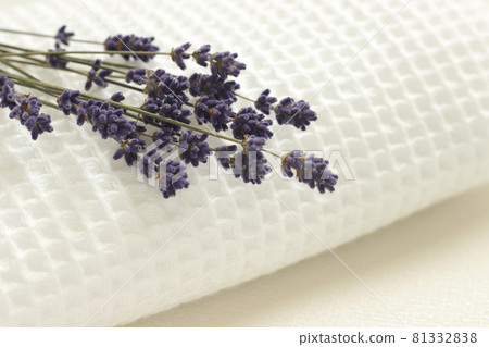 lavender 81332838