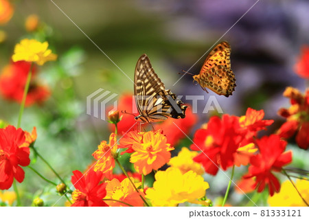 邀請秋天 81333121