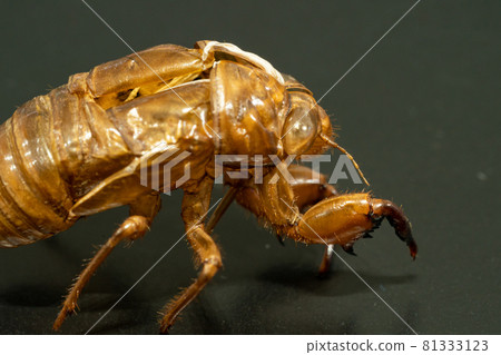 Hyalessa maculaticus 貝殼 81333123