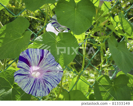 Morning glory flower Morning glory flower 81333149