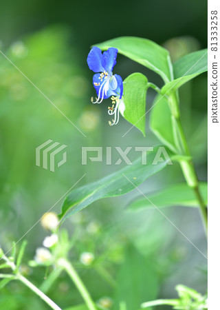 Axilla 81333258