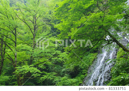 Ryusoga Falls 100 selections of waterfalls in Japan Ikeda-cho, Imadate-gun, Fukui Prefecture Ryusoga Falls 100 selections of waterfalls in Japan Ikeda-cho, Imadate-gun, Fukui Prefecture 81333751