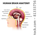 the location of the brain in the man head 81333756