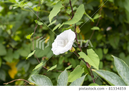 White morning glory blooming flower in green foliage. Calystegia spithamaea 81334859