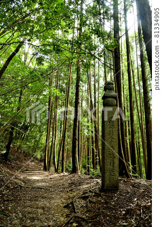Koyasan-cho Ishimichi's 96-cho stone [Katsuragi-cho, Ito-gun, Wakayama Prefecture] 81334905