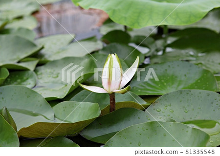 蓮花 蓮花 81335548