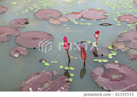 Lotus Lotus 81335553