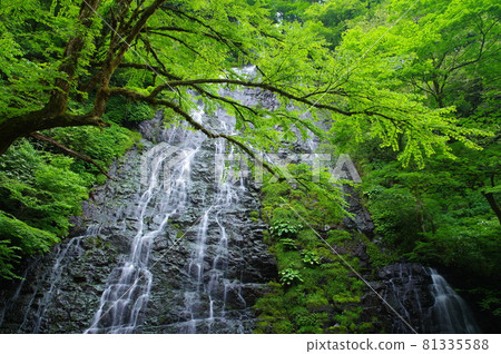 Ryusoga Falls 日本的100個瀑布選擇 福井縣今手郡池田町 81335588