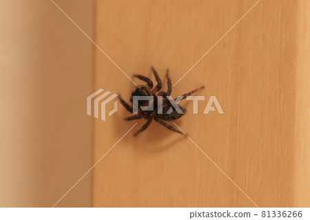 Female Evarcha albaria Female Evarcha albaria 81336266