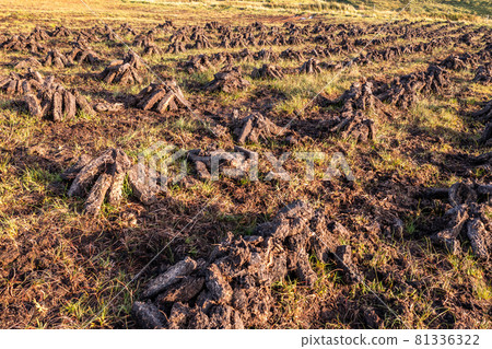 Peat piled on a peat bog in County Donegal - Ireland 81336322