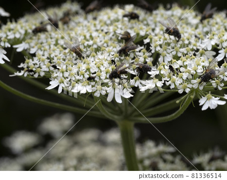 fly on white flower macro 81336514