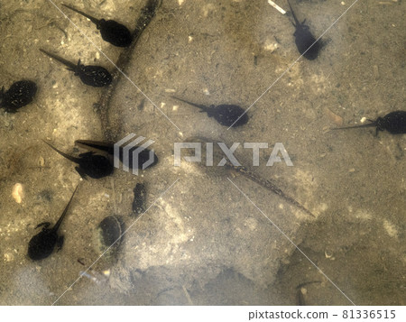 frog tadpole in a swamp 81336515